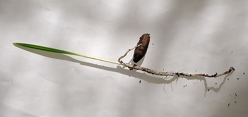 File:Germination of Date Palm.jpg