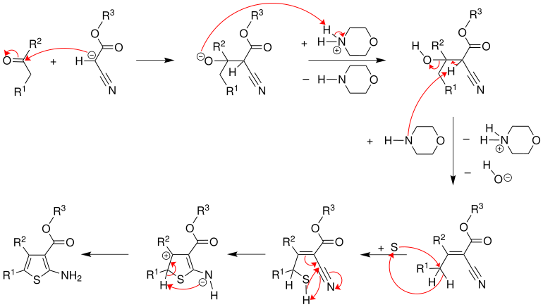 Reaction mechanism of the Gewald reaction