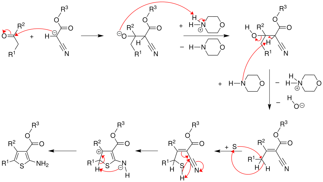 Reaktionsmechanismus der Gewald-Reaktion