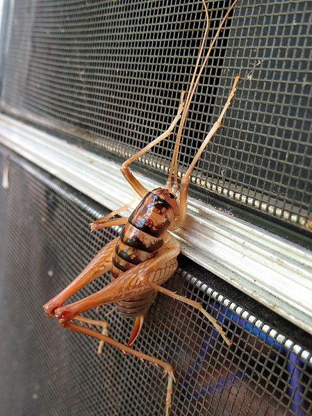 File:Giant Camel Cricket (14766038897).jpg