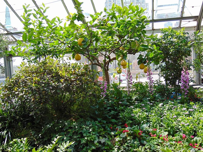 File:Giant lemon, Allan Gardens.jpg