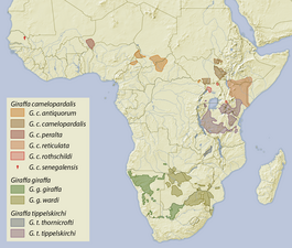 201: Verbreitungsgebiete der Giraffenarten und -unterarten