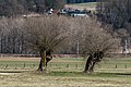 English: Salix capreae Deutsch: Sal-Weiden