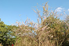 Gliricidia sepium, arbre en fleurs