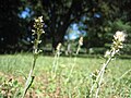 Deux hampes florales, à maturités différentes.Feuilles alternes.La tige est elle aussi blanche et duveteuse.