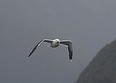 Goeland dans le Doubtful Sound (Nouvelle-Zélande)