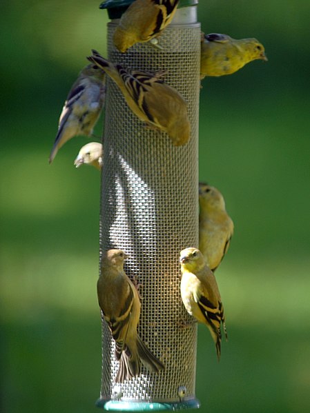 File:Gold Finch Party (6250560296).jpg