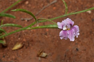 <i>Goodenia vilmoriniae</i> Species of flowering plant