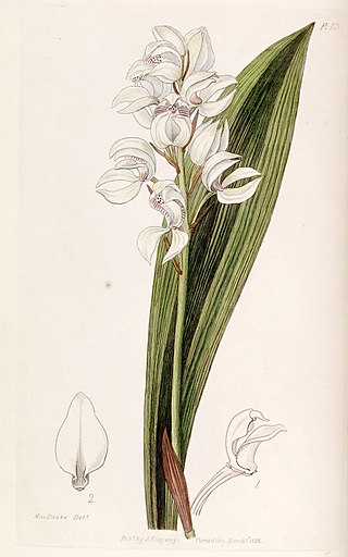 <i>Govenia liliacea</i> Species of orchid