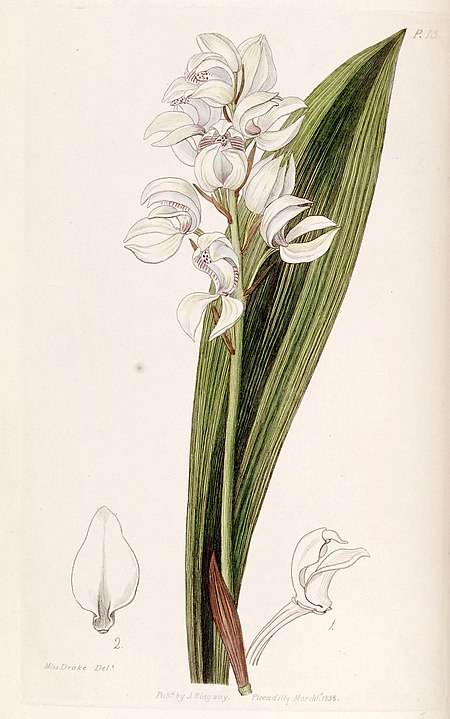 Govenia liliacea
