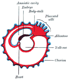 Das Chorion ist die äußere S