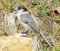 Thumbnail for File:Gray Jay 6437vv.jpg