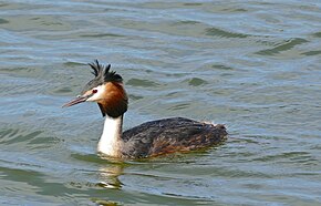 Descrizione di Svasso maggiore (Podiceps cristatus) (26735133762) .jpg immagine.