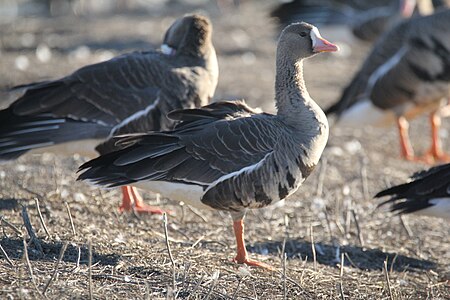 Greater white-fronted goose clicked at Llano Seco Unit, California, US