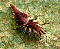 Larva chrysopidae