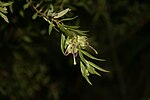 Grevillea mucronulata üçün miniatür