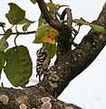 Grey-capped Pygmy Woodpecker (Dendrocopus canicapillus) at Jayanti, Duars, West Bengal W IMG 5274.jpg