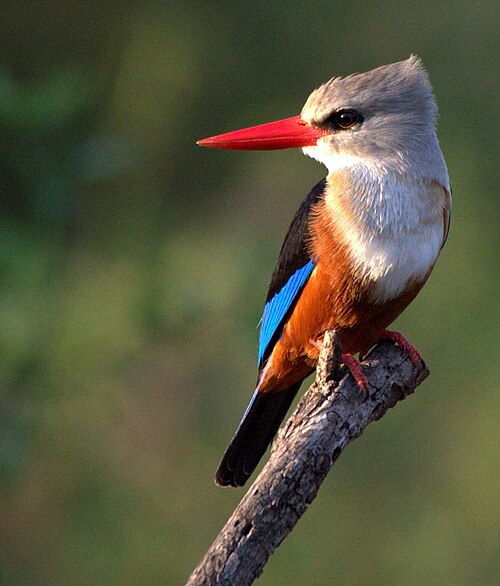 Rare bird. Редкие птицы. Алкион птица.