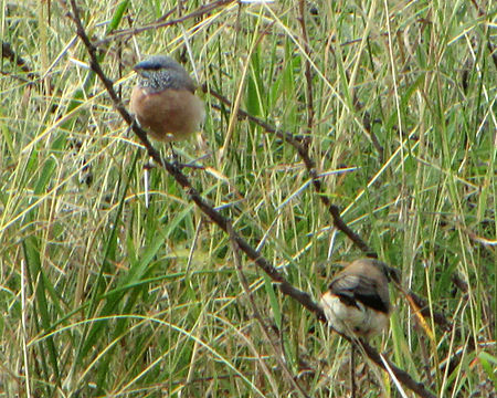 Lonchura griseicapilla