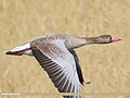 Greylag Goose (Anser anser) (51340476994).jpg
