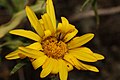 Grindelia integrifolia