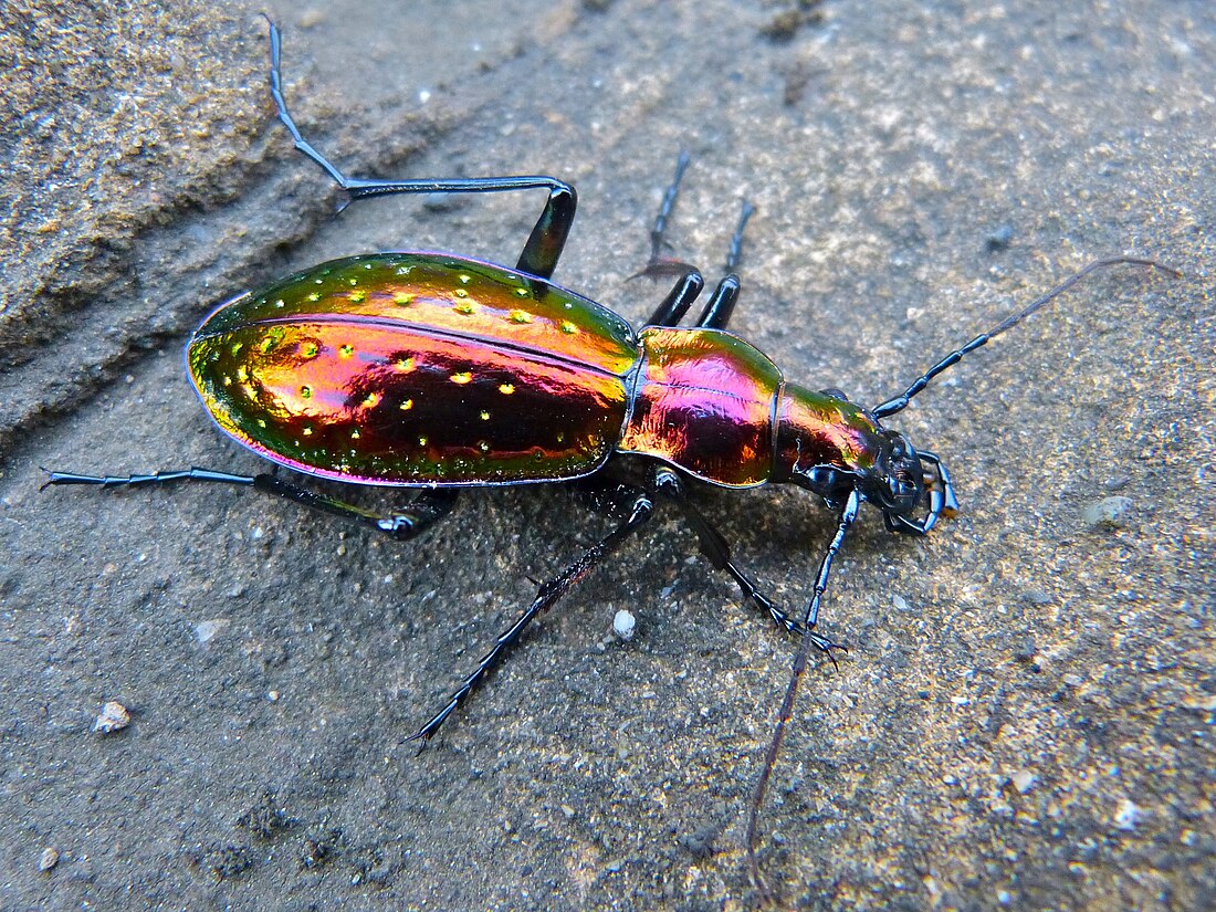 File:Ground Beetle (Chrysotribax rutilans) (8359443902).jpg