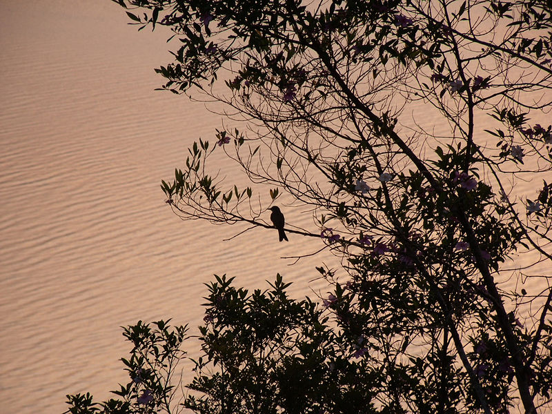 File:Guaraqueçaba - Paraná - Brasil...................jpg