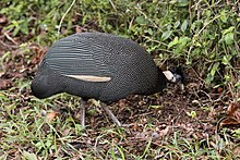 Guttera pucherani -Hluhluwe-Umfolozi Game Reserve, South Africa-8 (4).jpg