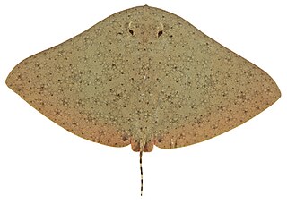 <span class="mw-page-title-main">Australian butterfly ray</span> Species of cartilaginous fish