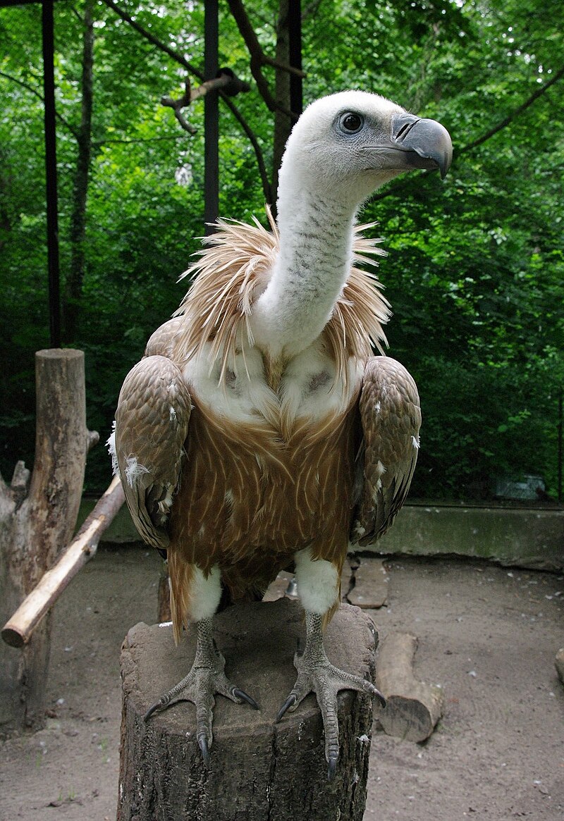 https://upload.wikimedia.org/wikipedia/commons/thumb/8/84/Gyps-fulvus.jpg/800px-Gyps-fulvus.jpg