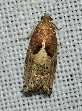 <i>Gypsonoma salicicolana</i> Species of moth