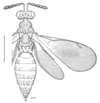 <i>Zealachertus</i> Genus of wasps