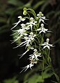 Habenaria crinifera