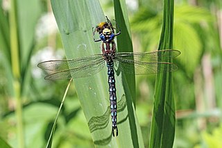 Hairy dragonfly species of insect