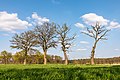 * Nomination Row of trees (near the border with the district of Coesfeld) in Haltern am See, North Rhine-Westphalia, Germany --XRay 03:47, 18 May 2022 (UTC) * Promotion  Support Good quality. --Tournasol7 04:10, 18 May 2022 (UTC)