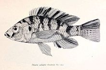 Haplochromis adolphifrederici2.jpg 