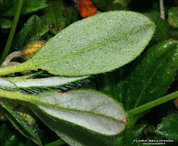File:Helianthemum nummularium leaf (08).jpg