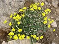 Helianthemum urrielense (Picos de Europa)