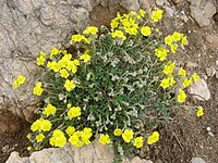 Helianthemum urrielense