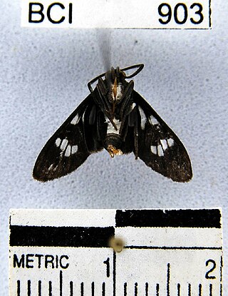 <i>Heliura</i> Genus of moths