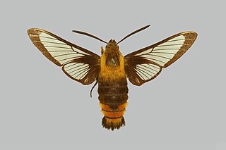<i>Hemaris staudingeri</i> Species of moth