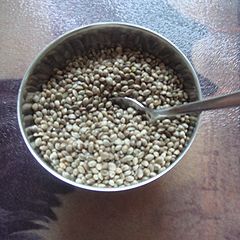 Hemp seeds from which hemp seed oil can be extracted