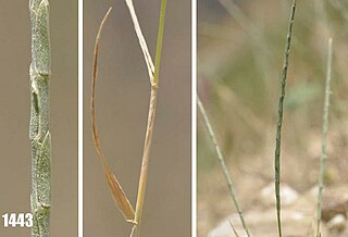 <i>Henrardia</i> Genus of grasses