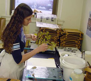 photograph of a botanist preparing plant specimens for the herbarium