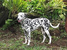 220px Hermoso perro dalmata en zona rural de Buga