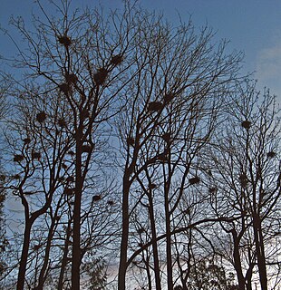 Heronry Breeding ground for herons