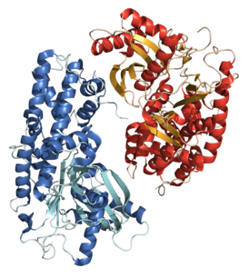 Кристаллическая структура гексокиназы 1 из Kluyveromyces lactis[1].