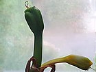 Hippeastrum calyptratum (Ker Gawl.) Herb. immature fruits.jpg