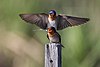 Hirundo neoxena - Gould's Lagoon.jpg