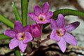 Holcoglossum pumilum